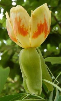 tulipe de tulipier