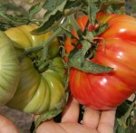 grosses belles tomates