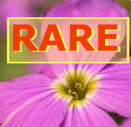 Plante rare