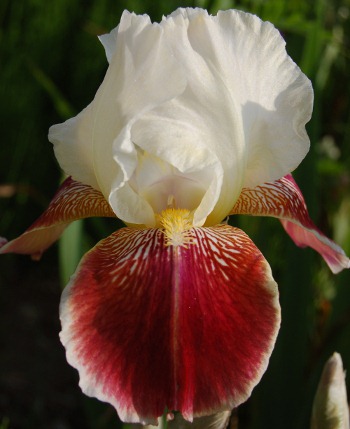 iris des jardin Repartee