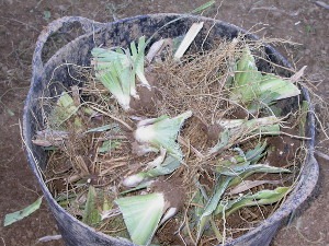 rhizomes d'iris des jardin à maturité