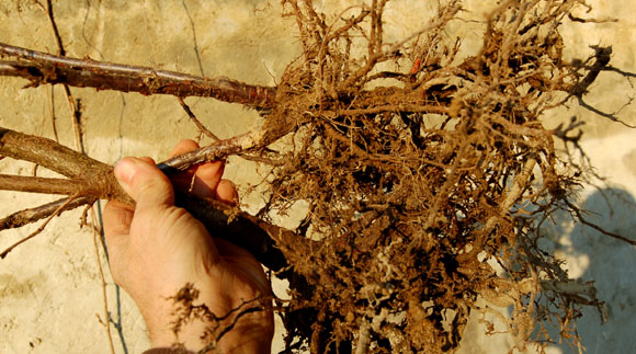 plantes en racines nues