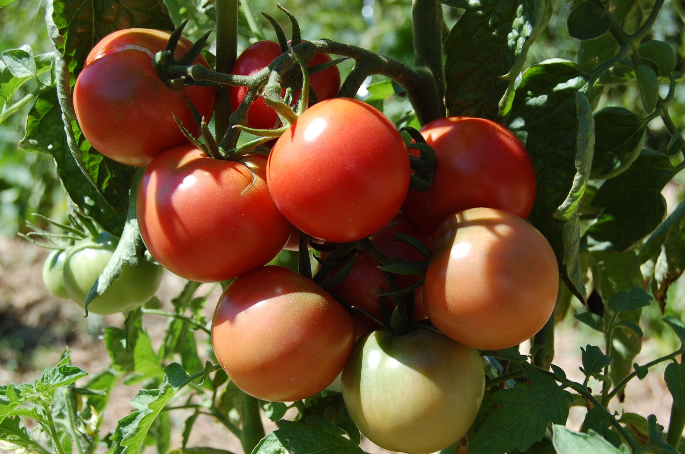 anti-mildiou tomates