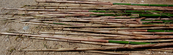 broyer des bambous jeunes