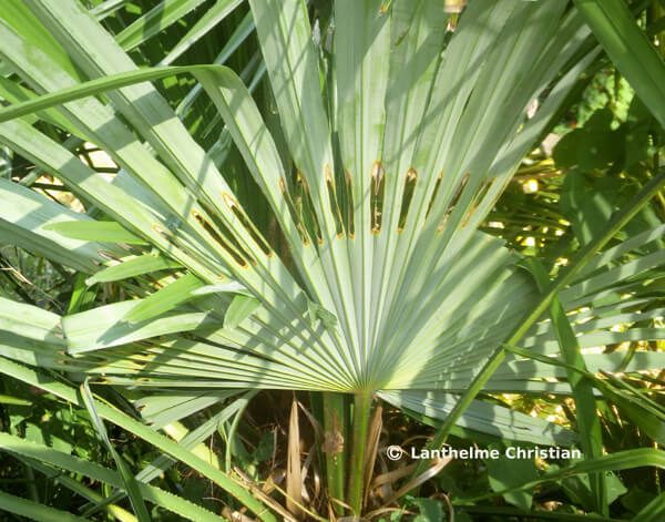 éventail troué typique du papillon du palmier