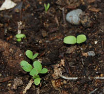 germination salade
