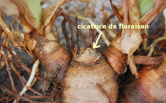 rhizomes iris immatures et cicatrice de floraison