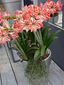 floraison-hypeatrum-amaryllis-bicolore
