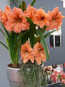 floraison-hypeatrum-amaryllis-orange