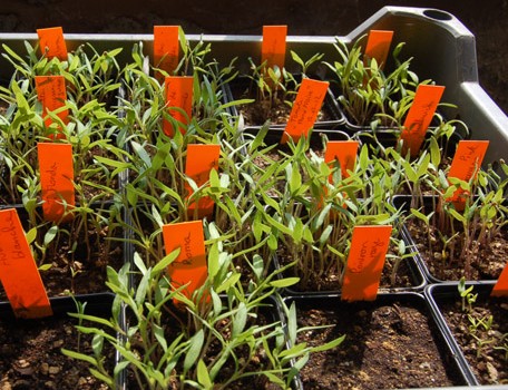 semis tomates sous mini serre