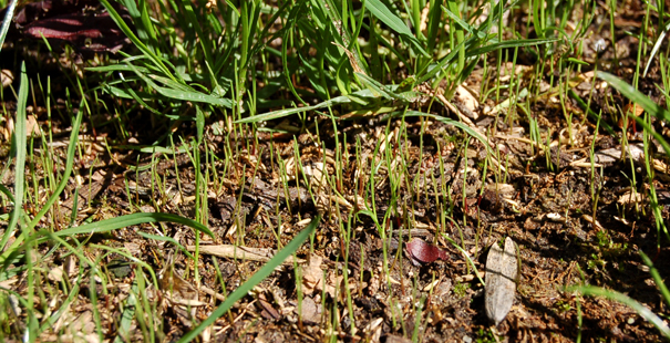 germination semis gazon