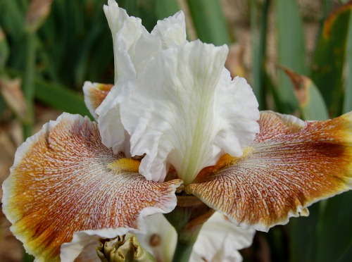 iris des jardin owyhegdesert