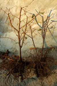 arbustes plantes en racines nues