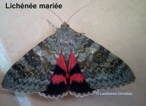 Lichénée mariée