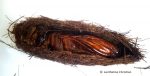 cocon papillon du palmier -Paysandisia_archon-paysandisia