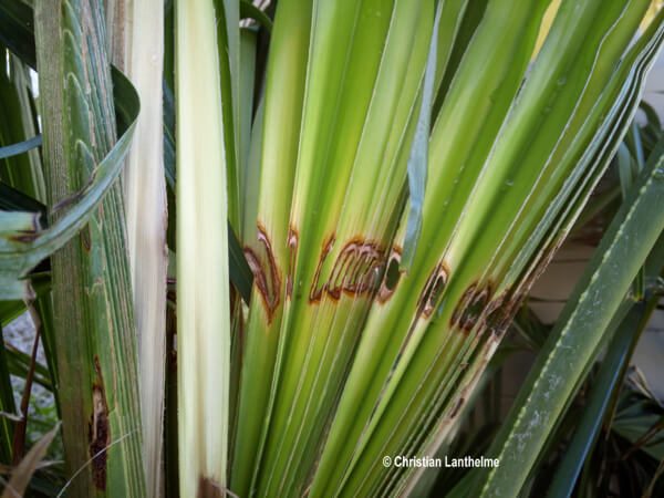 feuille palmier rongée 02 -papillon du palmier