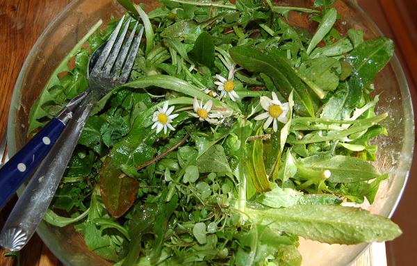 salades sauvages - plantes comestibles